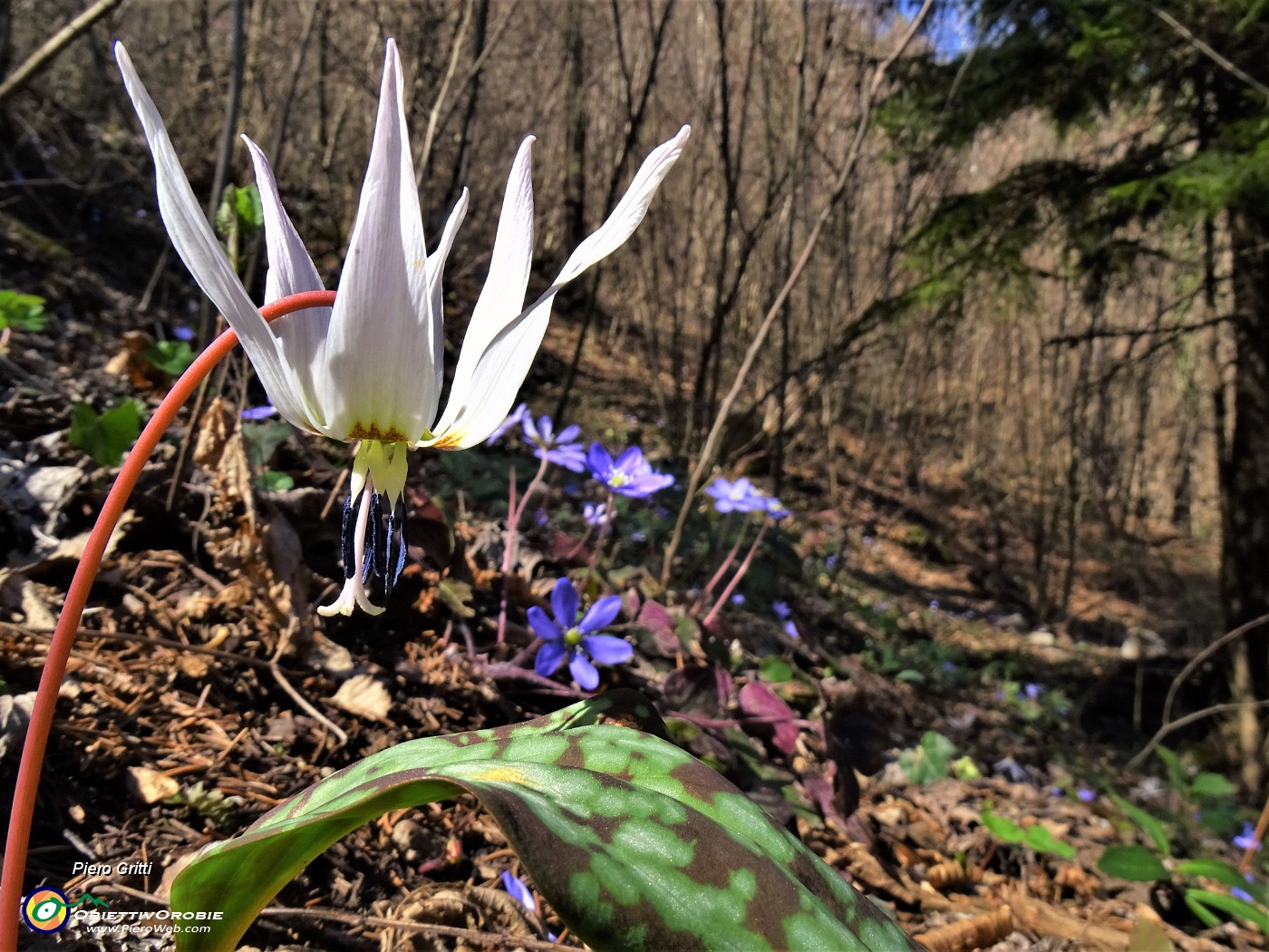 04 Dens canis (Dente di cane) e Hepatica nobilis (Erba trinita).JPG